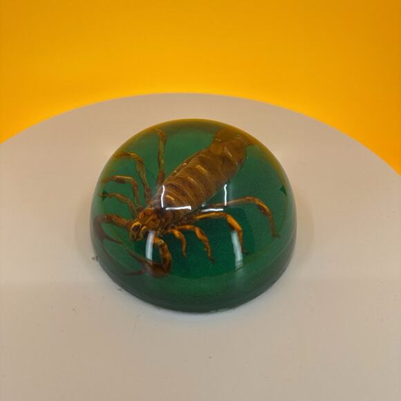 Scorpion Encased in Pexiglass - Picture 4 of 16